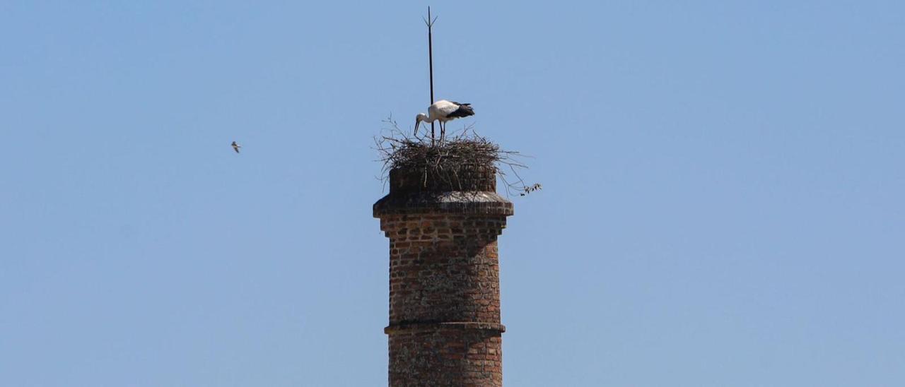 Cigüeña anidando en Salvaterra.