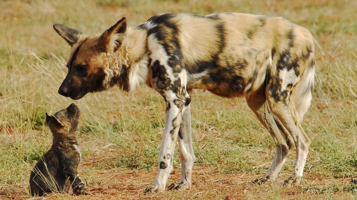 PERROS SALVAJES RECORRIDO | Récord animal: tres perros salvajes africanos recorren 4.000 kilómetros en busca de pareja