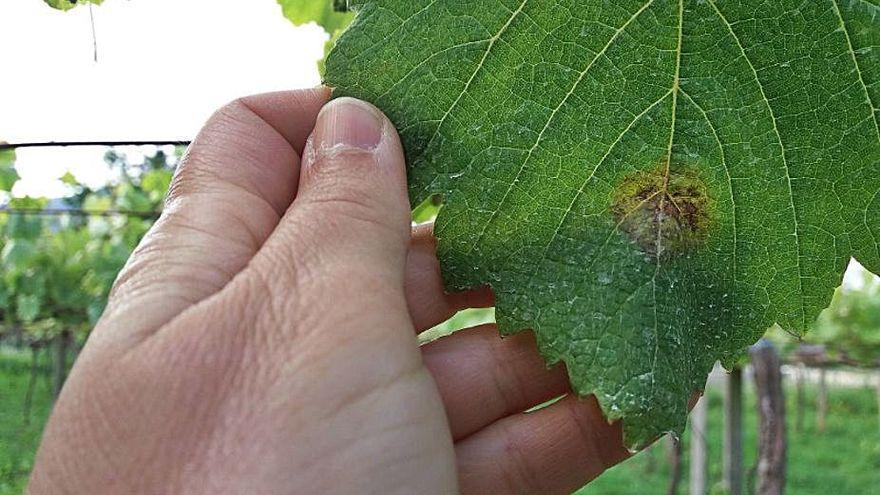 Mancha de mildiu en la hoja de una vid