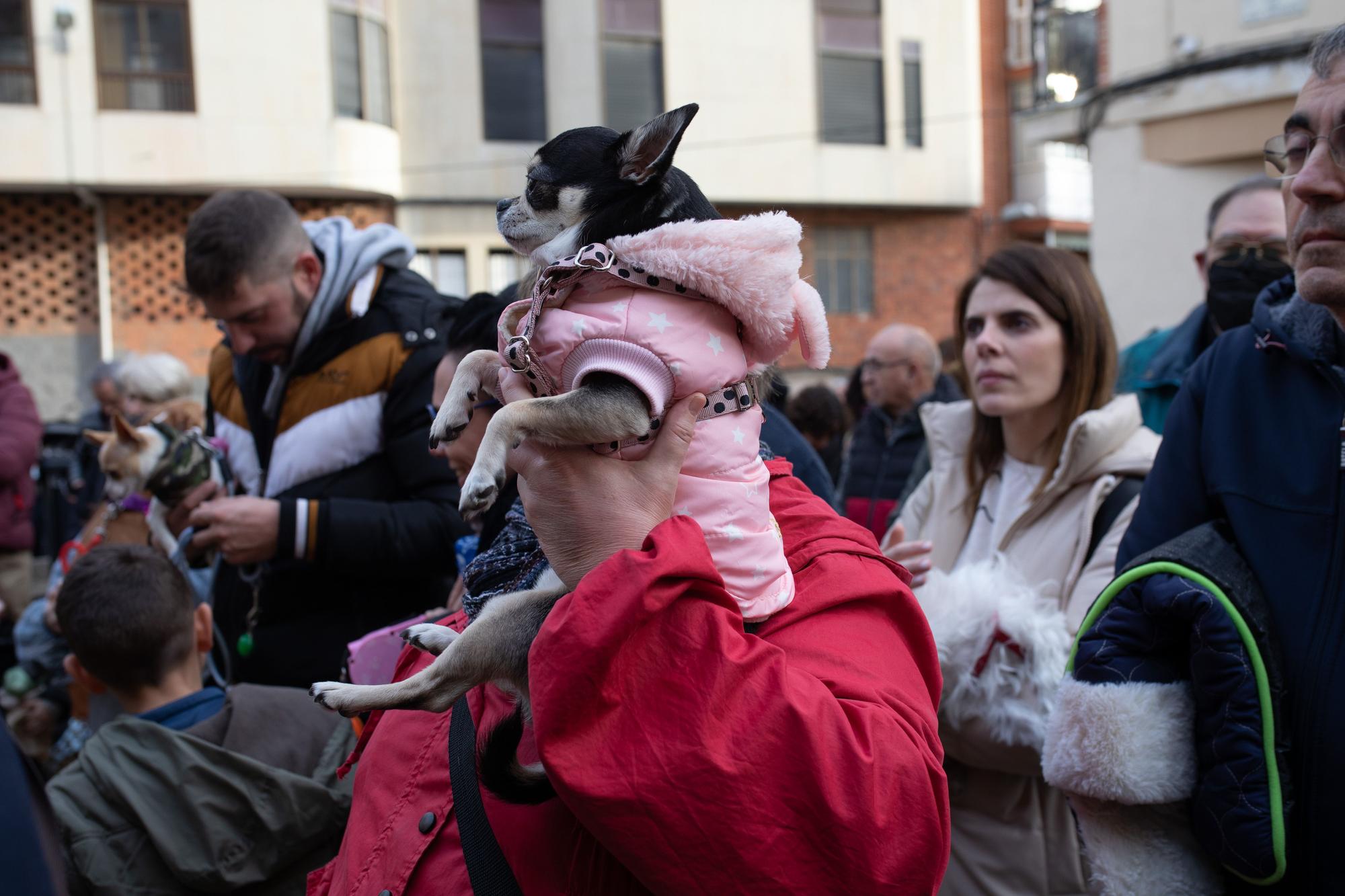 Los animales reciben la bendición por San Antón en Zamora