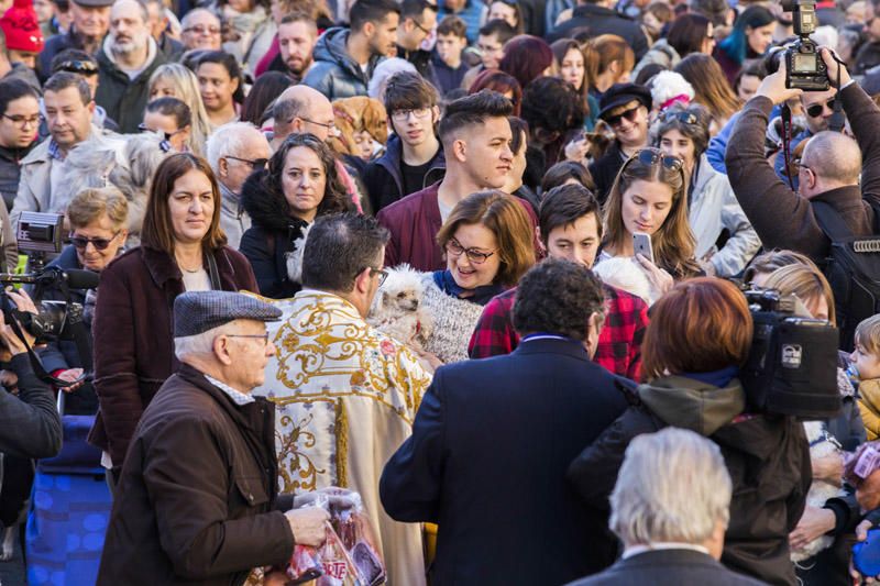 Bendición de animales por Sant Antoni del Porquet