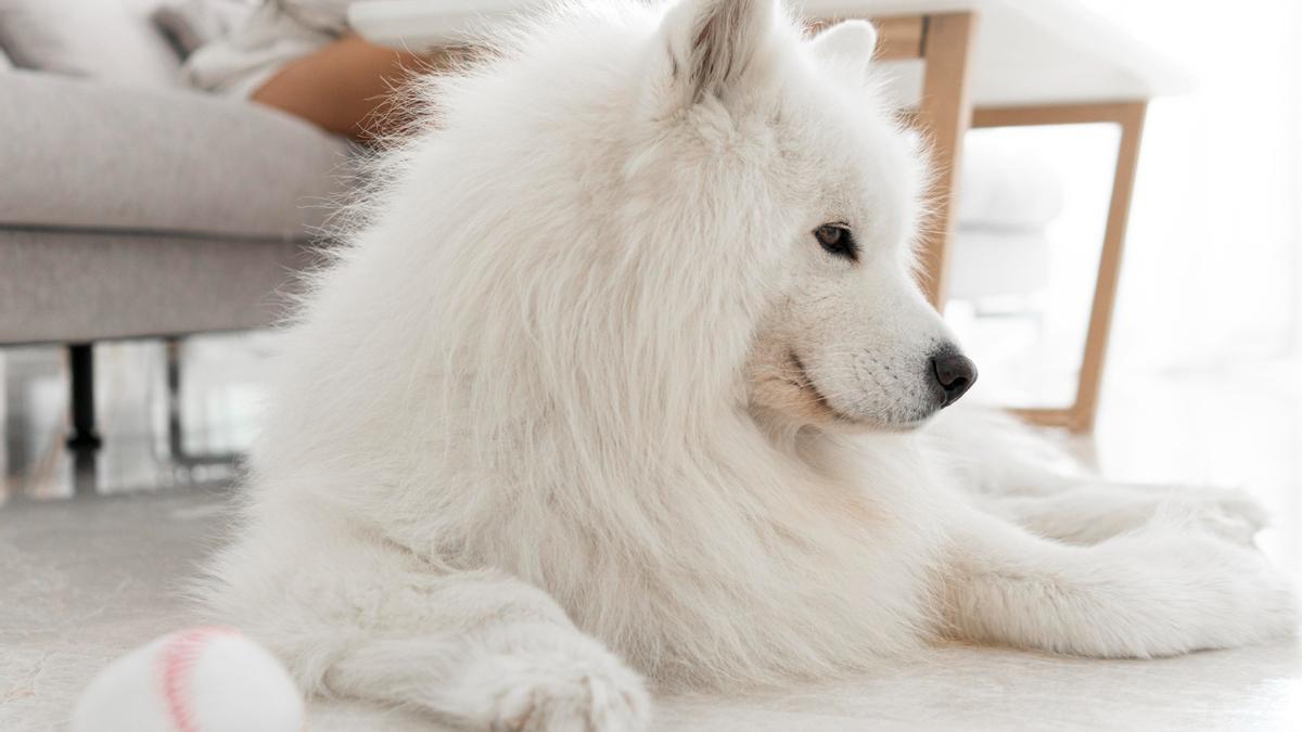 Samoyedo.