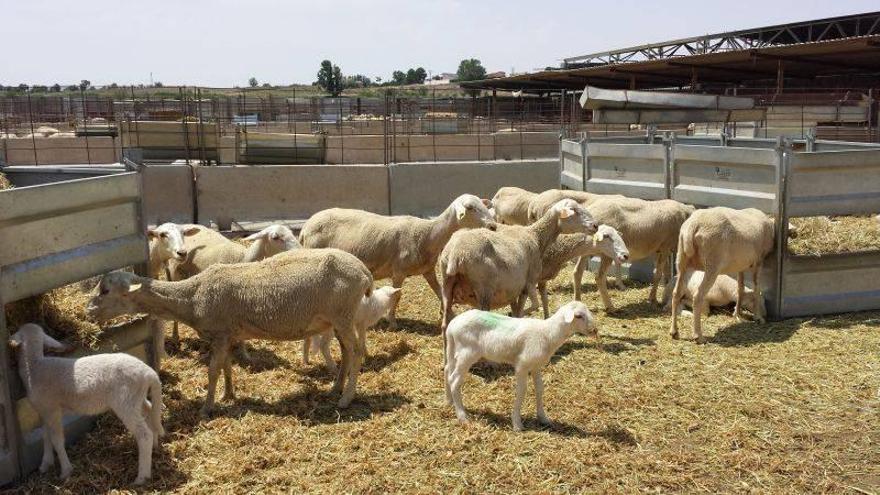 Científicos de la Universidad de Zaragoza descubren el problema de la inseminación ovina