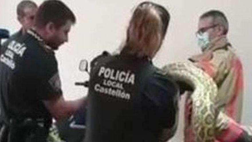 Devuelven a su propietario a una serpiente pitón que cayó desde un quinto piso en Castelló