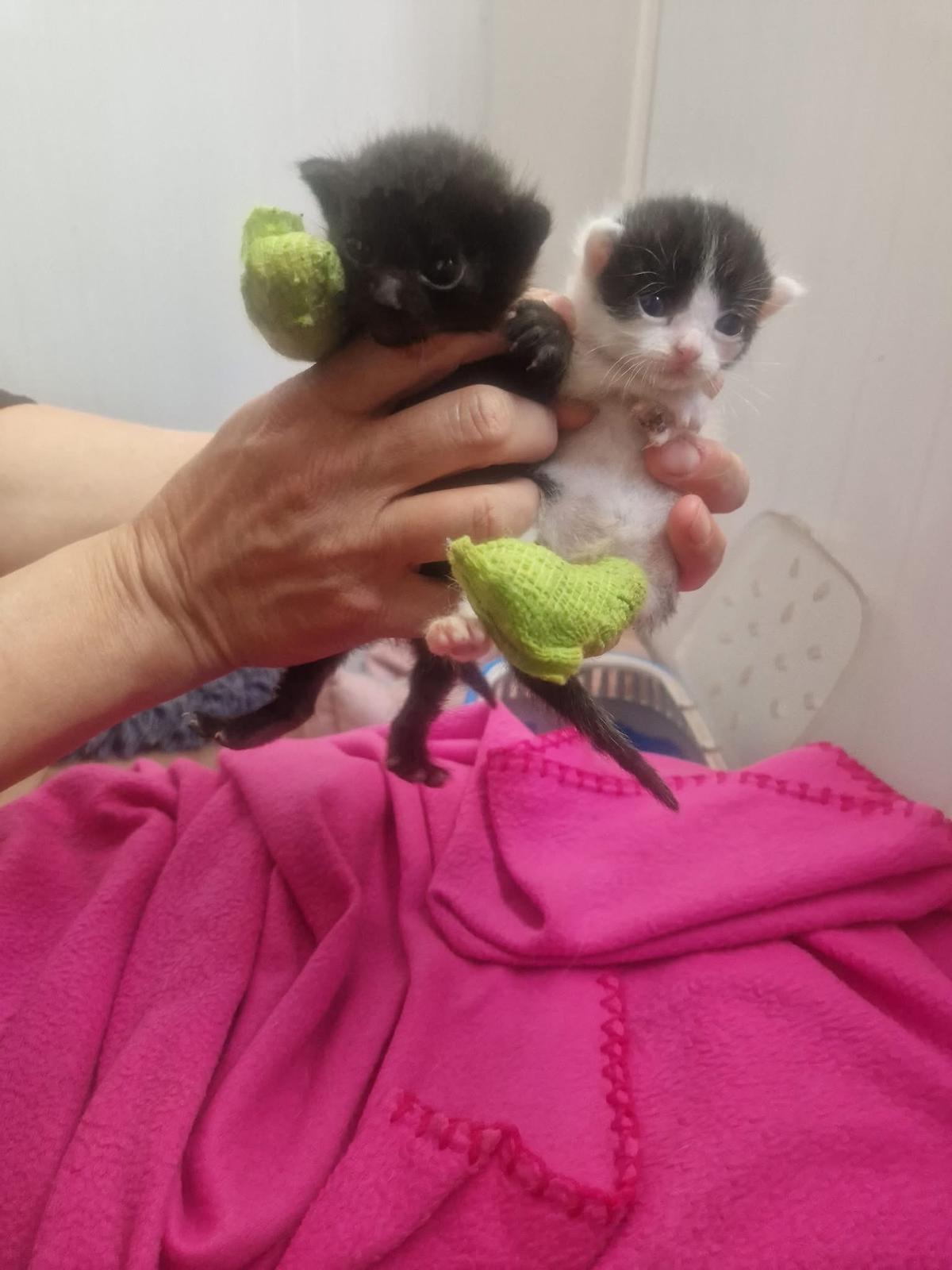 Dos gatos que han sufrido un accidente.