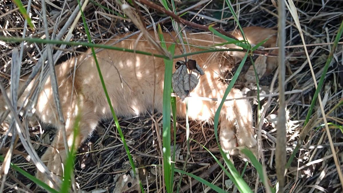 Burriana denuncia el &quot;brutal&quot; envenenamiento masivo de gatos.