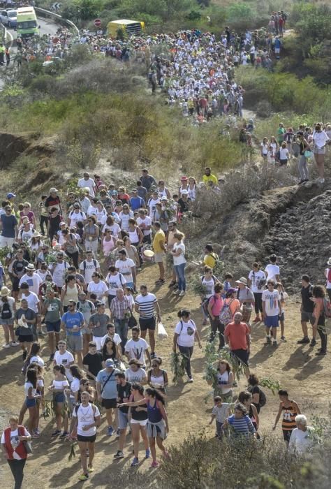 16/09/2017 STA. MARÍA DE GUÍA .Bajada 2017 de La Rama de Las Marías , desde Montaña Alta. FOTO: J.PÉREZ CURBELO