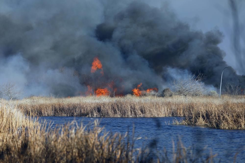 Incendio forestal en el Marjal dels Moros en Sagunt