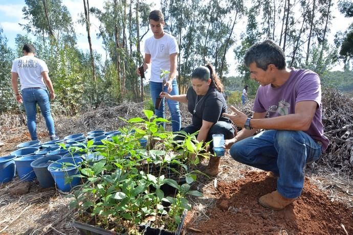 REPOBLACIÓN FORESTAL FONTANALES MOYA