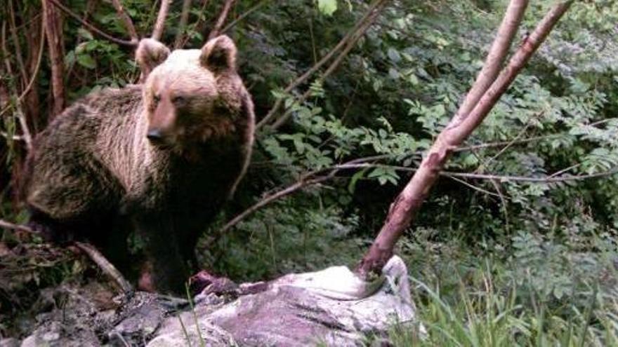 Imagen de un plantígrado captada por una de las cámaras instaladas por FAPAS en la zonas oseras de Asturias.