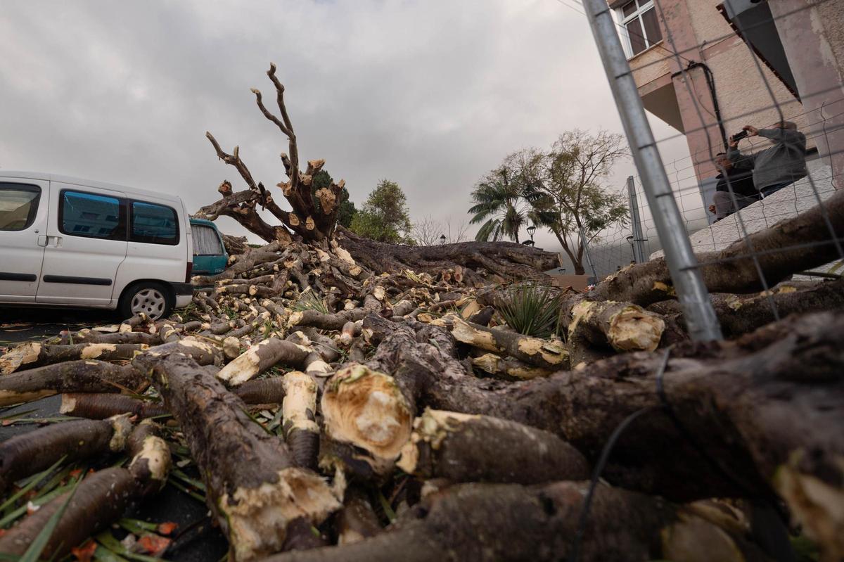 Drago de San Francisco, en Los Realejos, caído por el temporal