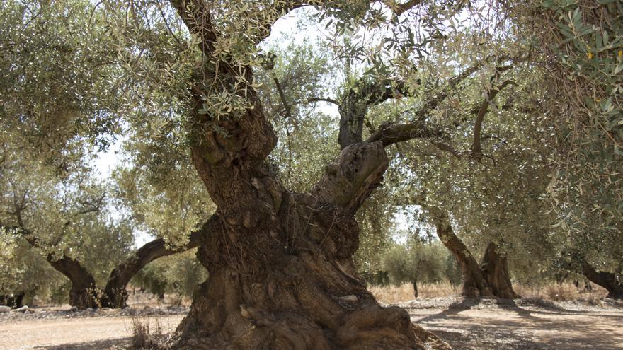 Xert: la montaña del Maestrat