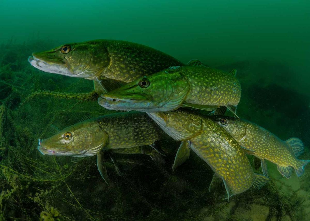 How many pike?