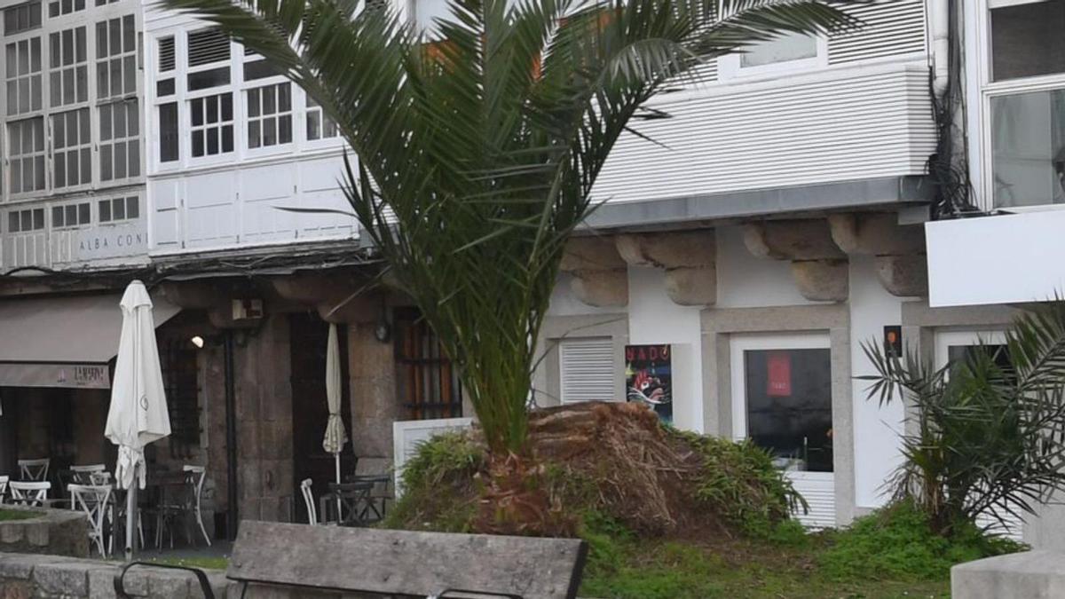 Tocón de la palmera talada y brotes surgidos a su lado.