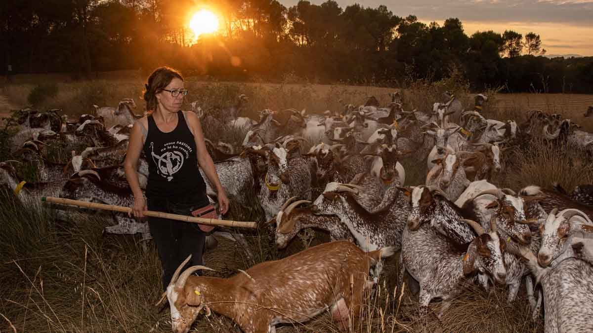 Judith, pastora de cabras, con su rebaño llevándolo al corral.