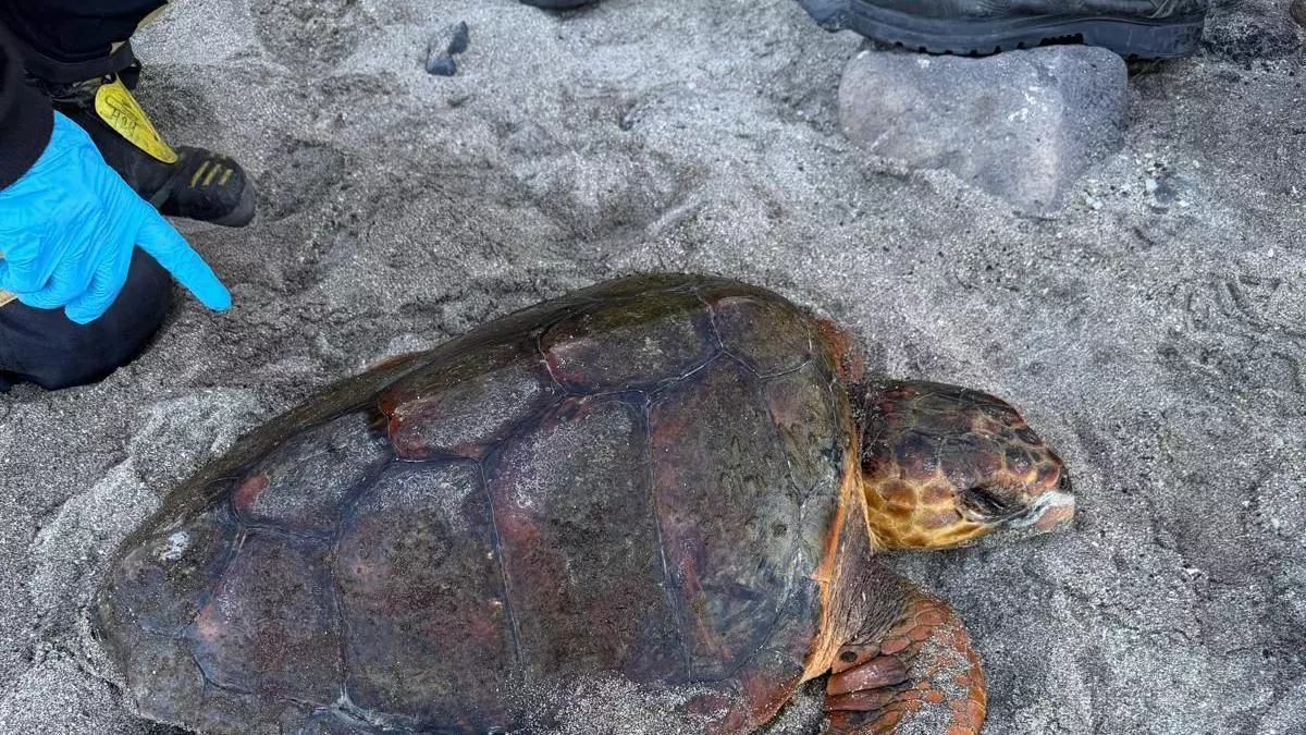 Rescatan una tortuga boba en una playa de Tenerife