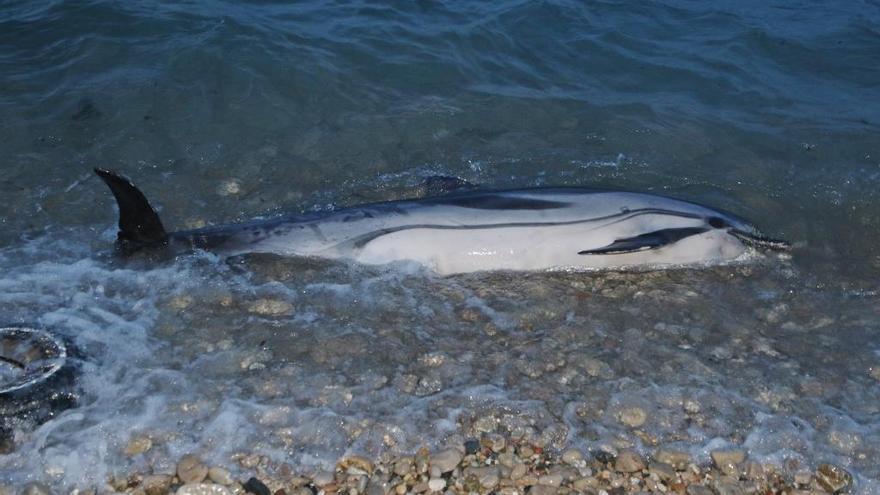 Troben un dofí mort a la platja de la Mar d&#039;en Manassa a l&#039;Escala