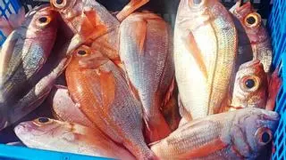 Oleada de infracciones en pesca y marisqueo recreativo entre Agaete y Mogán