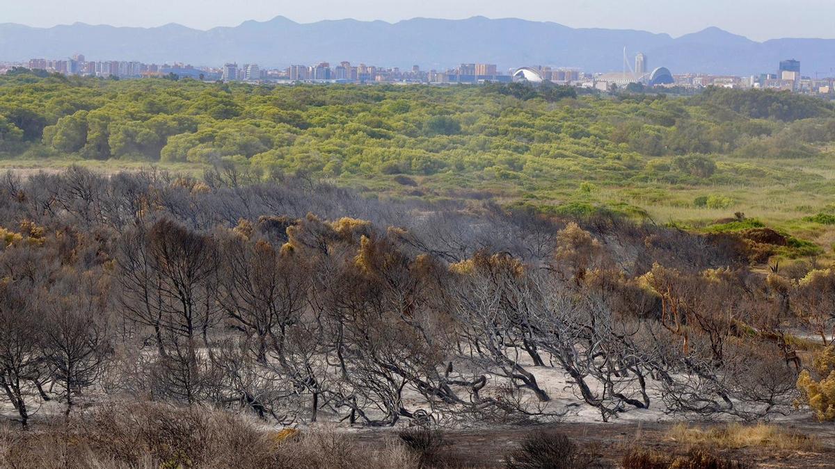 Zonas afectadas por el incendio, con la ciudad de València al fondo