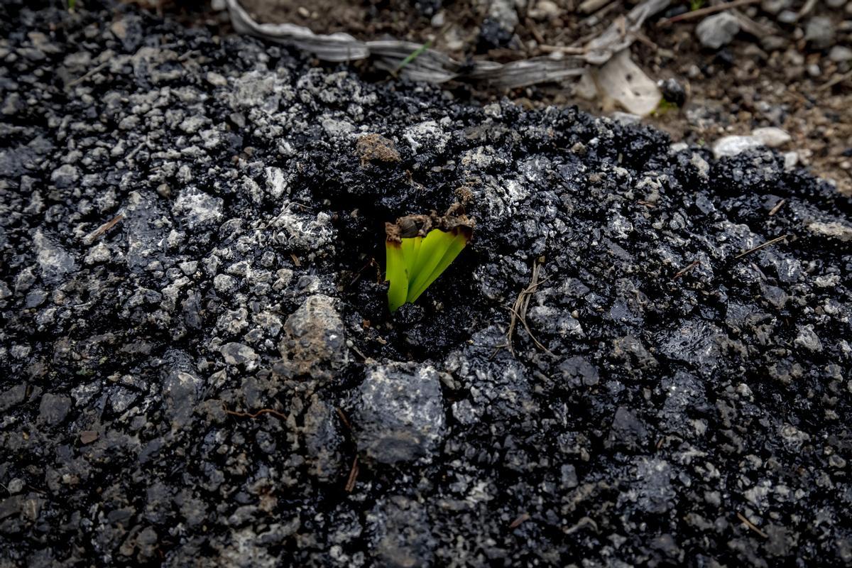 Las fotos del asfaltado del bosque de Bellver que indigna a ciudadanos y ecologistas Las fotos del asfaltado del bosque de Bellver que indigna a ciudadanos y ecologistas
