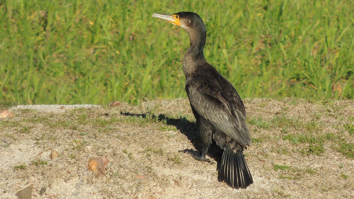 Imagen de un cormorán grande tomada en Extremadura.