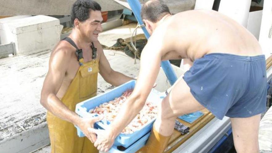 Imagen de descarga de gambas y cigalas pescadas durante el verano en la bahía.