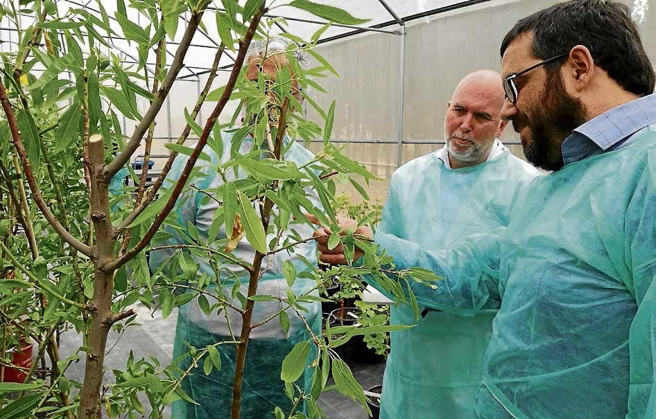 Experimente mit dem Feuerbakterium auf Mallorca