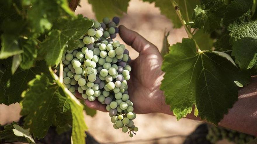 Tot procés d’elaboració comença des de la vinya