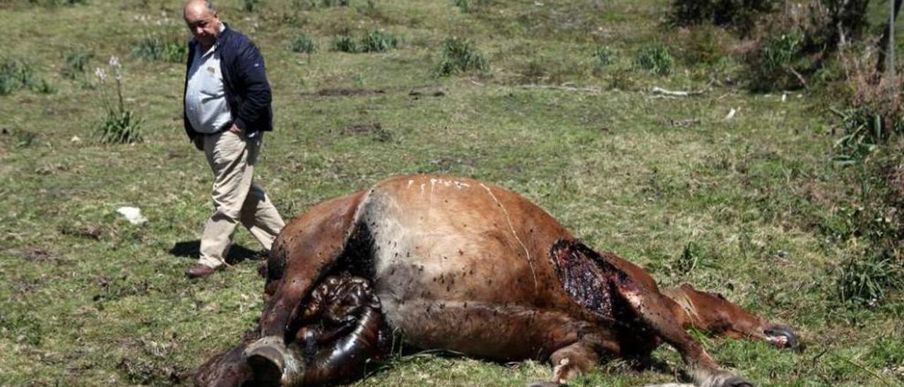 Imagen de archivo de López Pampín, con una de sus yeguas muerta por un ataque del lobo.//Bernabé / LM