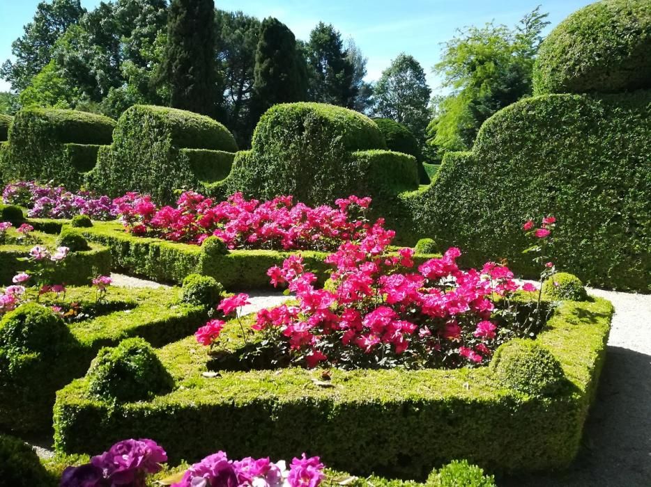 Rosa "Castell d'Alaquàs" en el palacio Casa Mateus de Oporto.