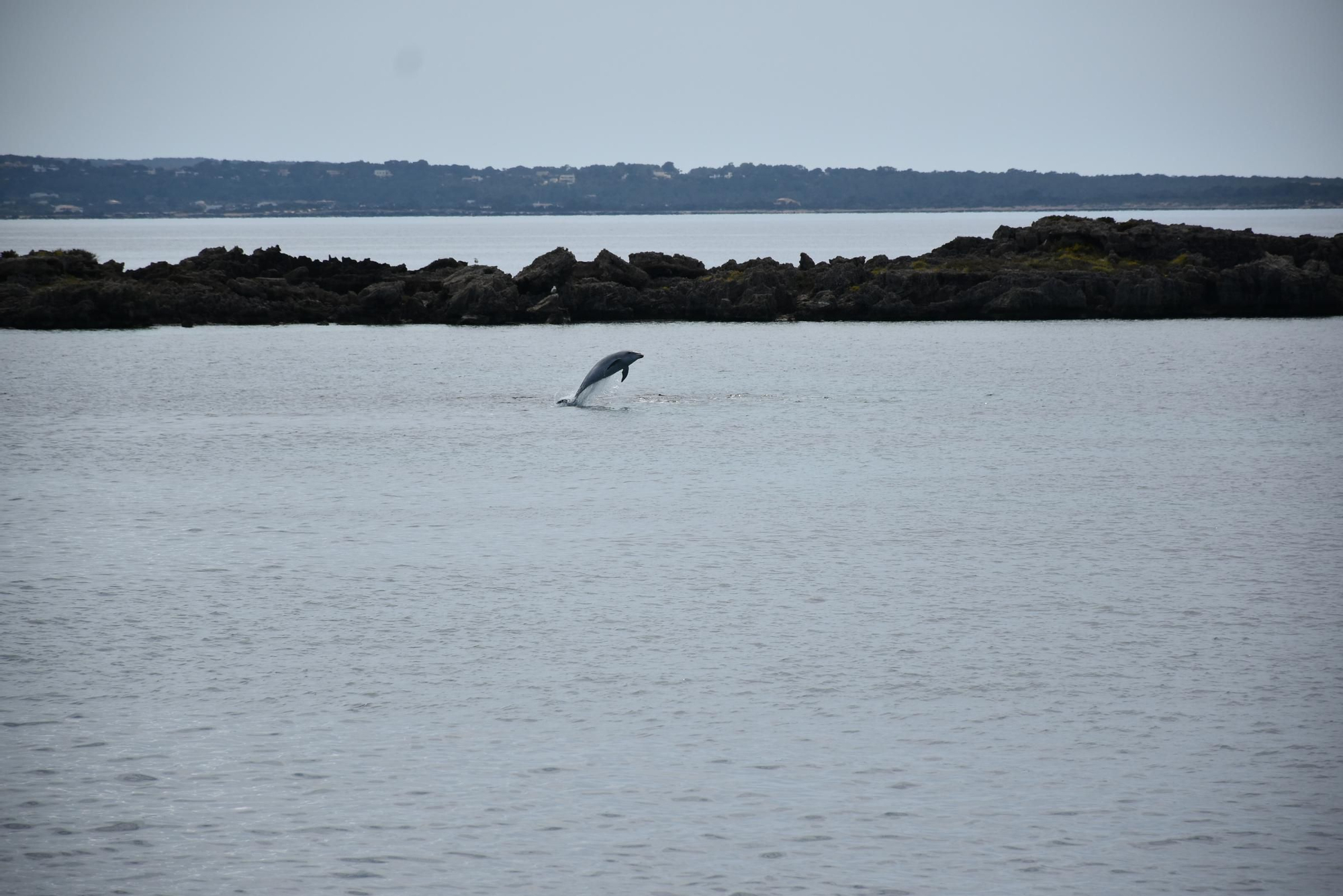 Delfines en  s'Espalmador