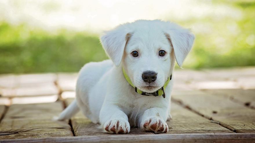 El importante aviso de la Policía Nacional a los dueños de perros: &quot;Hasta que no aprenda&quot;