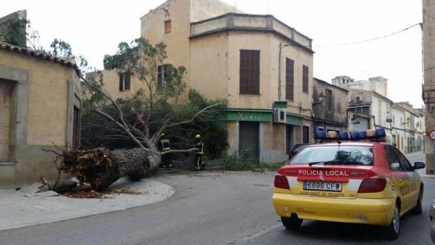 Los bomberos y la Policía Local de Felanitx, junto al pino de grandes dimensiones que cayó sobre un coche en la plaza del Convent.