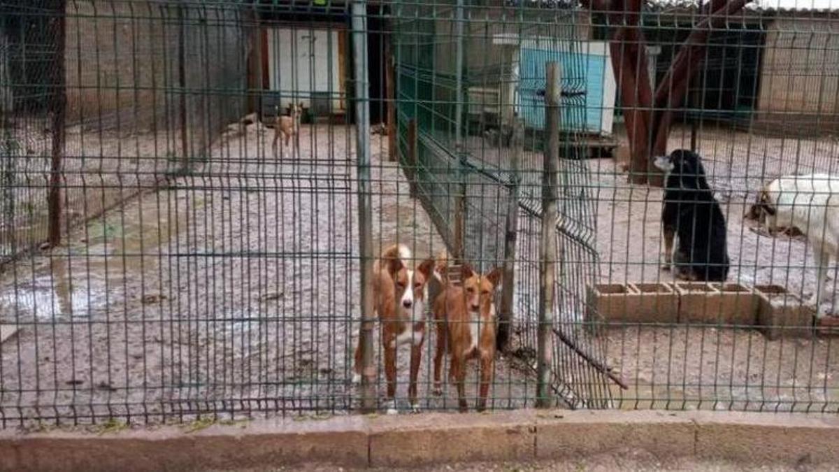 Varios perros en las instalaciones de una protectora en una imagen de archivo.