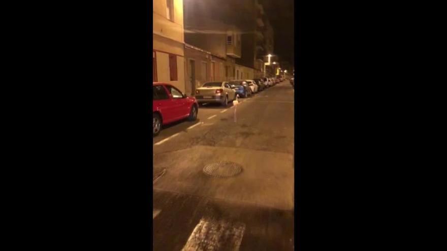 Un flamenco se pasea por las calles del barrio de Carrús de Elche