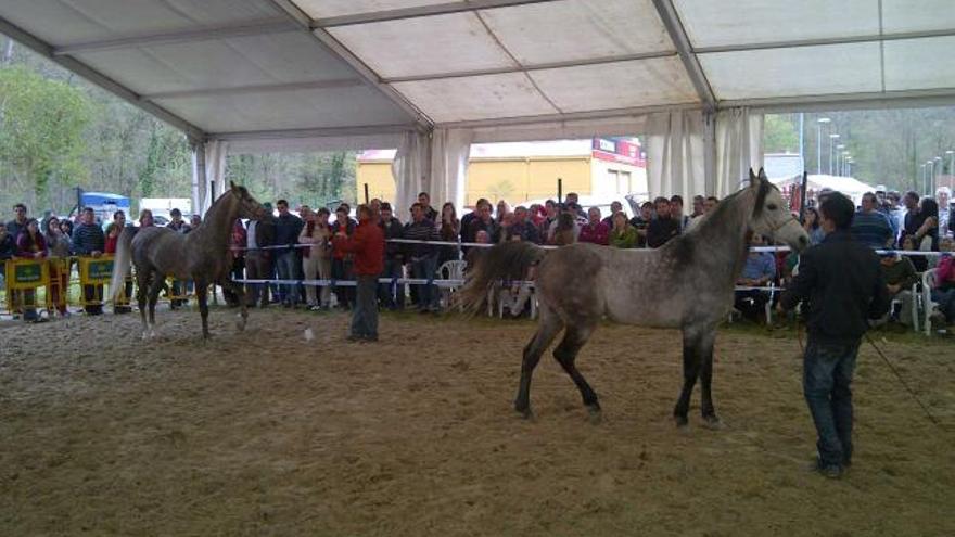 Un instante de la exhibición de la sección de árabes de la feria de Belmonte.