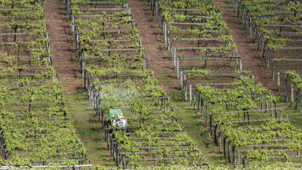 Un viticultor aplica un tratamiento fitosanitario en un viñedo.