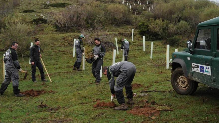 Plantación de árboles frutales en el entorno del Huerna, dentro del plan del corredor del oso.