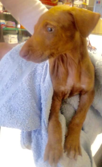 Moi, cachorro de podenco operado en Lanzarote