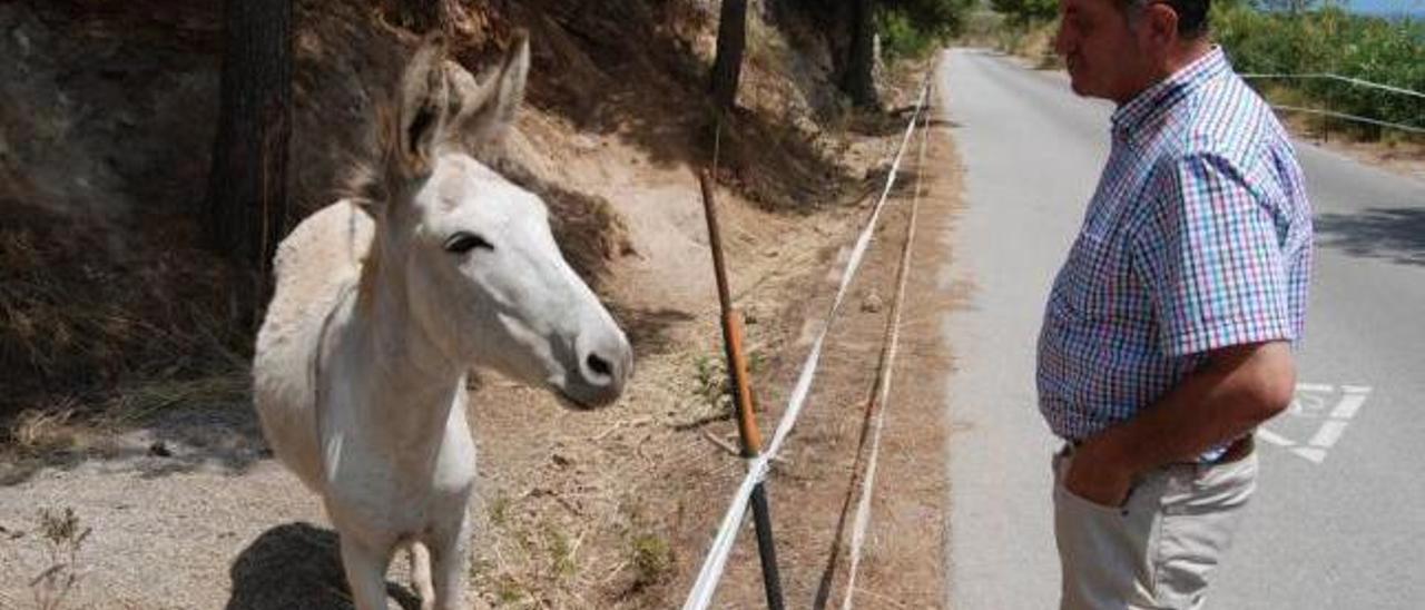 Antoni Mas ante el pastor eléctrico que impide que los animales invadan las carreteras.