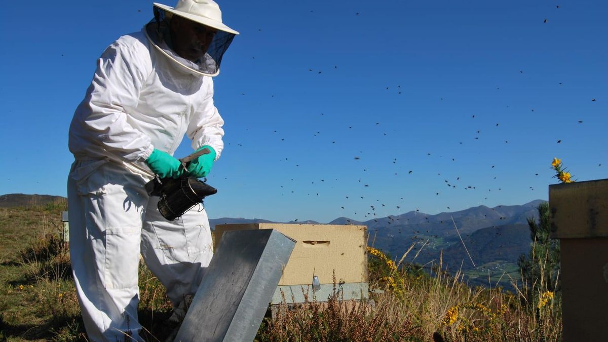 Julio Fernández, presidente de Promiel, entre abejas en sus colmenas.