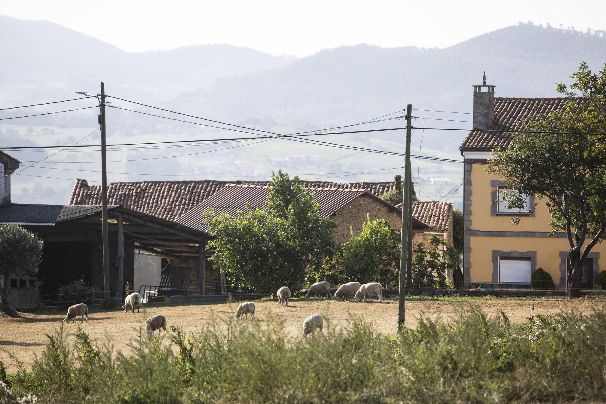 Asturianos en Corvera, un recorrido por el municipio