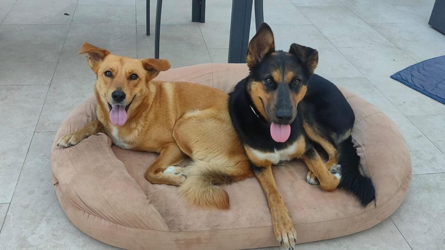 Dos perras rescatadas en Arraijanal buscan familia adoptiva