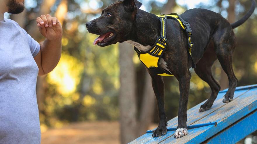 Así es el &#039;examen&#039; que el Gobierno hará a los dueños de perros con la nueva Ley