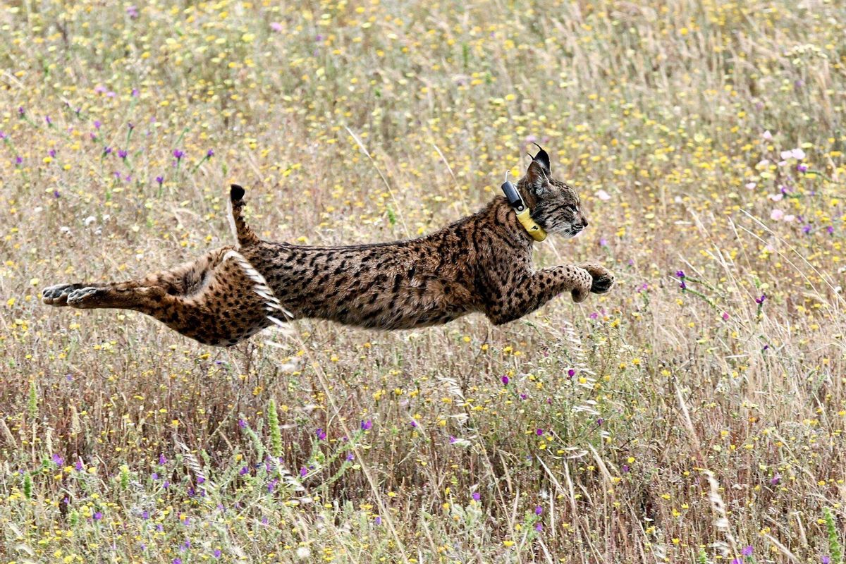 Les poblacions de linx ibèric d’Espanya i Portugal trenquen el seu aïllament i aconsegueixen connectar-se