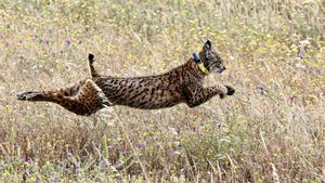 Les poblacions de linx ibèric d’Espanya i Portugal trenquen el seu aïllament i aconsegueixen connectar-se