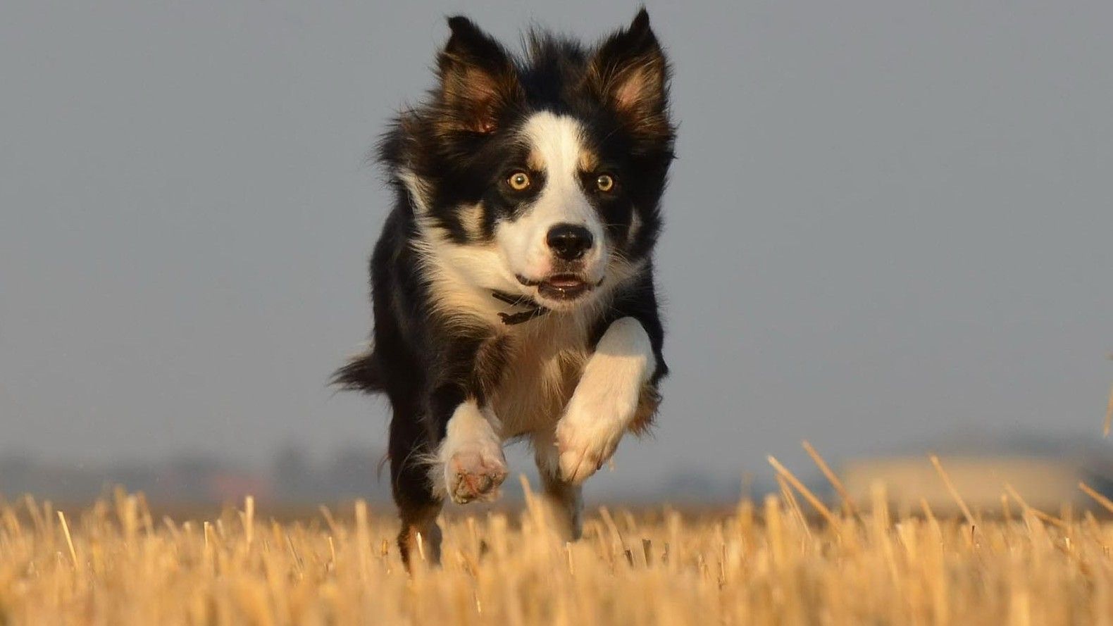 Un perro de raza Border collie corre asustado por un campo.