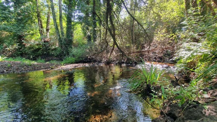 Bosque de ribera que bordea la finca de Ecosistémicos.   | // LA OPINIÓN