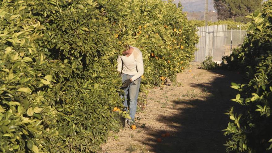 La Extrana Trufa Blanca De La Naranja Se Expande Por La Ribera Y La Costera Levante Emv