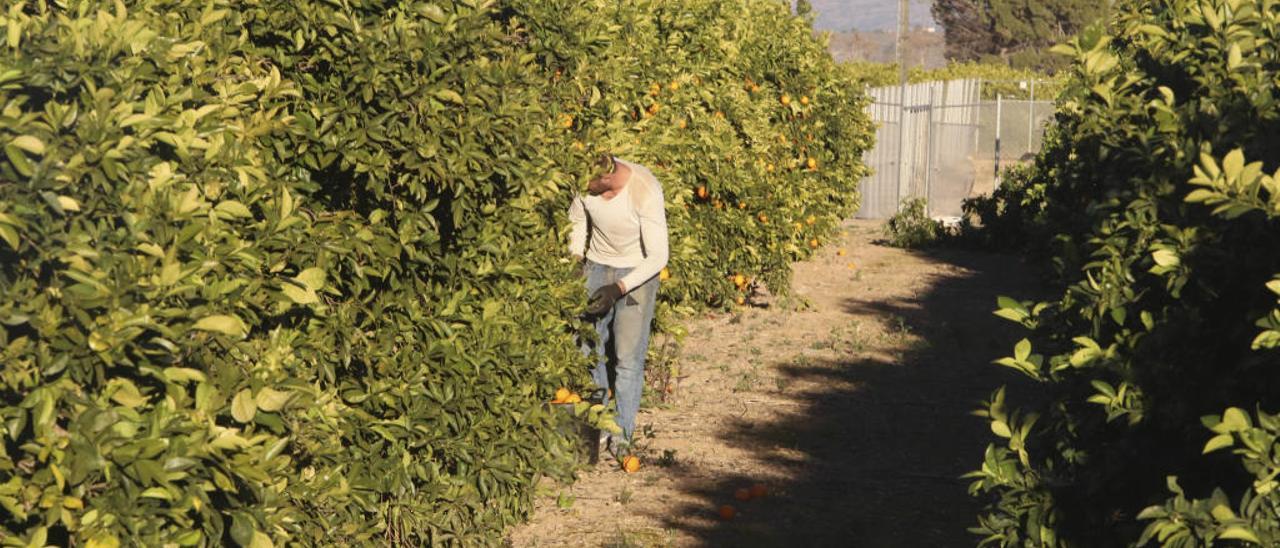 Imagen de archivo de la recolección de naranjas, en un campo de cítricos de la Costera.